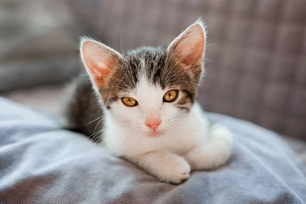 Симпатична Кішка Відпочиває Вдома Вид Зверху — стокове фото