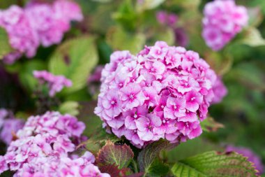 Ortanca çiçeği güneşli bir günde açar. Çiçekli hortensiya bitkisi.