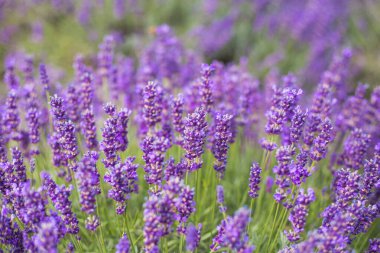 Lavanta çalıları, bahçede Fransız lavantası, hafif ışık efekti..