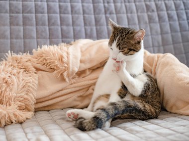 Güzel şirin kedi, patisini şık bir yatakta yalıyor. Arka planda tuhaf duygular var.