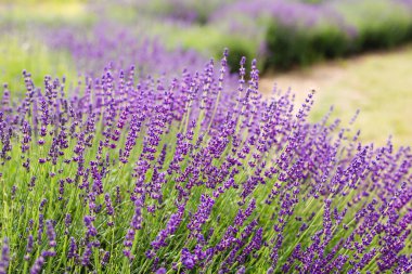Lavanta çalıları, bahçede Fransız lavantası, hafif ışık efekti..