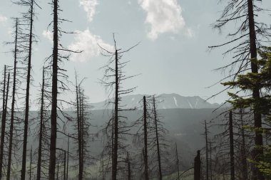 Kuru ağaç, dağların arka planında kapanıyor.