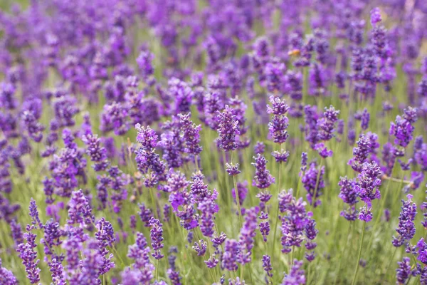 Arbustos Lavanda Closeup Lavanda Francesa Jardim Efeito Luz Suave — Fotografia de Stock