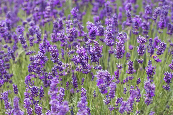 Arbustos Lavanda Closeup Lavanda Francesa Jardim Efeito Luz Suave — Fotografia de Stock