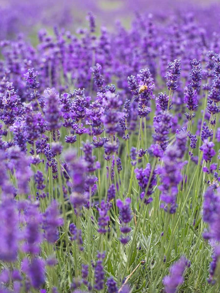 Arbustos Lavanda Closeup Lavanda Francesa Jardim Efeito Luz Suave — Fotografia de Stock