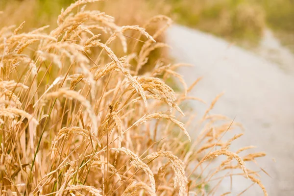 Achtergrond Van Rijpende Oren Van Gele Tarwe Veld — Stockfoto