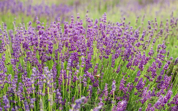 Arbustos Lavanda Closeup Lavanda Francesa Jardim Efeito Luz Suave — Fotografia de Stock