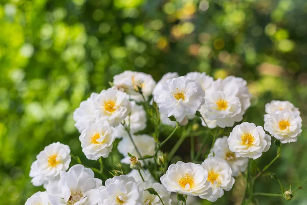 White rose flower in roses garden. Soft focus.