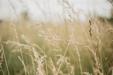Siluet çimen çiçekleri, güzel yaz manzarası