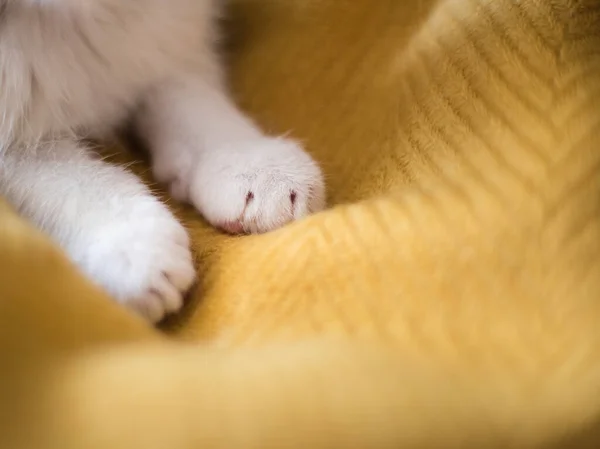 Parlak beyaz kedi pençeleri. Sarı arka planda uyumak
