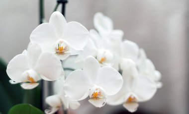 Bulanık arkaplanda beyaz orkide, Phalaenopsis çiçeği