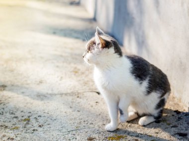 Siesta zamanı küçük, rahatlatıcı bir kedi
