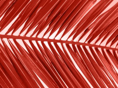 2019 yılının yaşayan mercan rengi, yaz tatili ve tatil konsepti üzerindeki yeşil palmiye yapraklarına yakın çekim