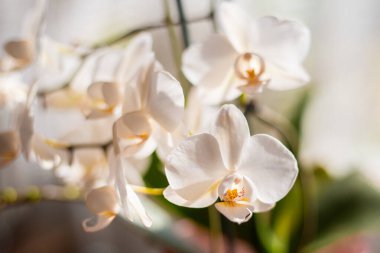 Bulanık arkaplanda beyaz orkide, Phalaenopsis çiçeği