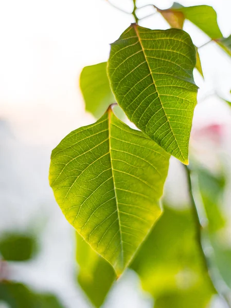 ポイントセチアの新鮮で緑の葉は — ストック写真