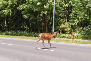 Bir geyik yolu geçiyor.