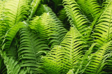 Mükemmel doğal eğrelti otu deseni. Genç yeşil eğreltiotu yapraklarıyla yapılmış güzel bir arka plan..