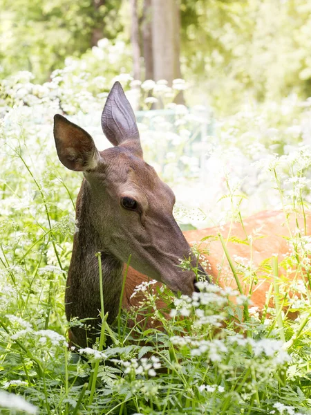 Roe Deer Standing Thicket Summer Day — Stock Photo, Image