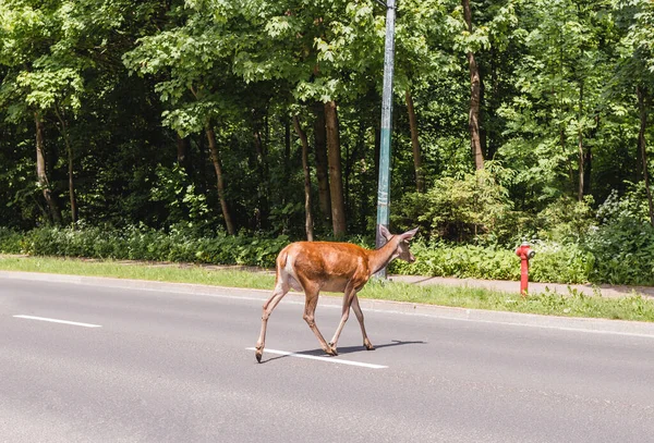 Bir geyik yolu geçiyor.