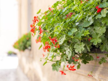 Pelargonium peltatum pencere pervazlarında saksılar