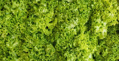 Marul arka planda kalır. Batavia salatası.