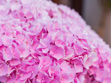 Ortanca çiçeği güneşli bir günde açar. Çiçekli hortensiya bitkisi.