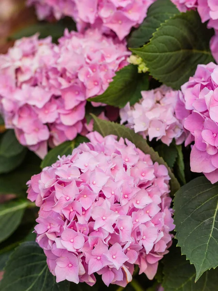 Hortensia Bloesem Zonnige Dag Bloeiende Hortensieplant — Stockfoto