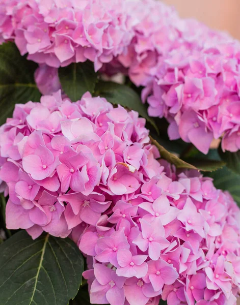 Hortensia Fleurit Jour Ensoleillé Floraison Hortensia Plante — Photo