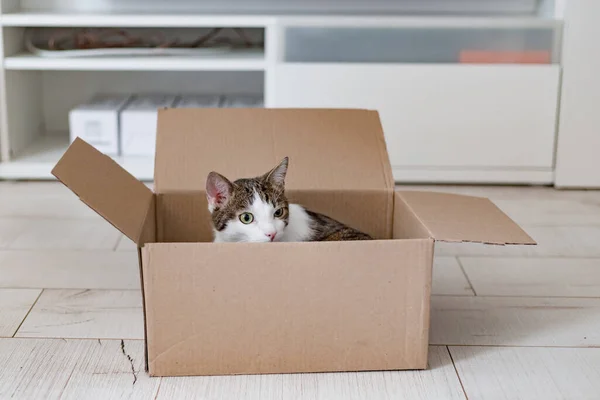 European cat in a delivery box. The concept of buying a new home or relocation