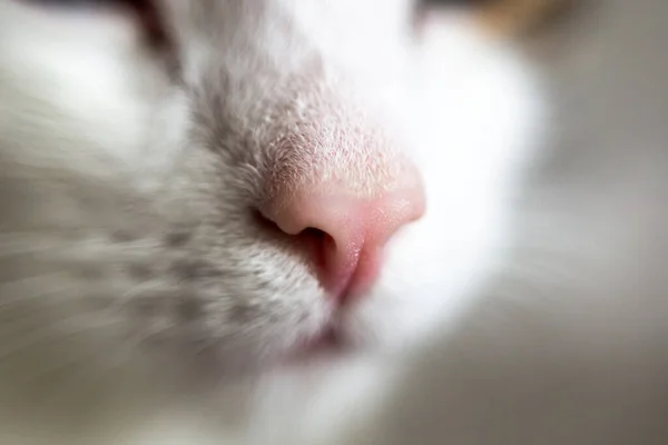 Primer Plano Nariz Rosa Kitty Hocico Gato Animales Domésticos Retrato —  Fotos de Stock