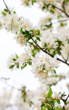 Bahar bahçesinde çiçek açan elma dalları. Beyaz elma tomurcukları için bir dala yakın durun. İlkbahar konsepti