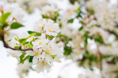 Bahar bahçesinde çiçek açan elma dalları. Beyaz elma tomurcukları için bir dala yakın durun. İlkbahar konsepti