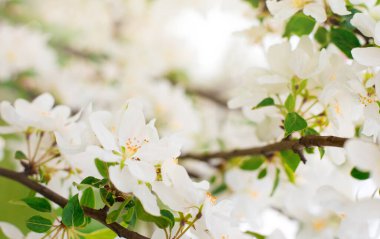 Bahar bahçesinde çiçek açan elma dalları. Beyaz elma tomurcukları için bir dala yakın durun. İlkbahar konsepti
