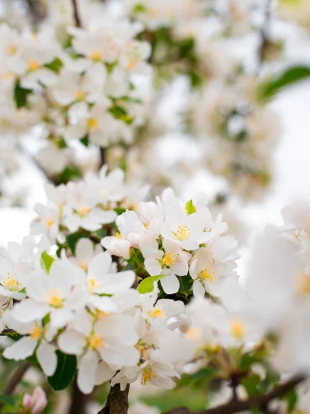 Floração Ramos Macieira Jardim Primavera Feche Para Botões Flor Maçã — Fotografia de Stock