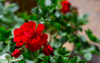 Koyu kırmızı çiçekli Pelargonium bitkisi, havayı temizleyen doğal antiseptik bitki. Yakın çekim Pelargonium peltatum kesikleri. Şelaleden sardunya, seçici odak noktası olarak bilinir.
