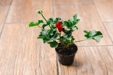 Koyu kırmızı çiçekli Pelargonium bitkisi, havayı temizleyen doğal antiseptik bitki. Yakın çekim Pelargonium peltatum kesme işlemleri çağlayan sardunya olarak bilinir.