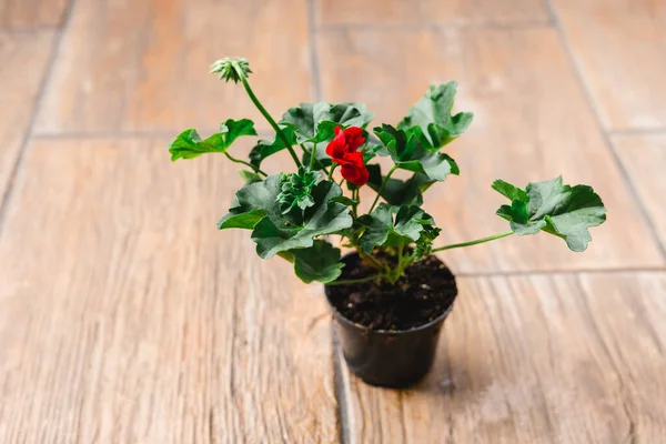 Koyu kırmızı çiçekli Pelargonium bitkisi, havayı temizleyen doğal antiseptik bitki. Yakın çekim Pelargonium peltatum kesme işlemleri çağlayan sardunya olarak bilinir.