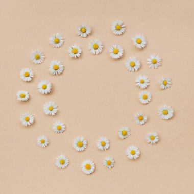 Bej bir arka planda çeşitli papatya çiçeklerinden yapılmış çelenk. Düz konum, üst görünüm, kopyalama alanı. Daisy daire şeklinde. Bahar ve yaz mevsiminde papatya çiçekleriyle yatıyordu