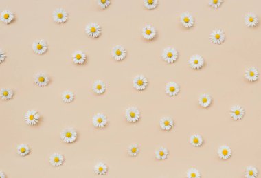 Papatyadan yapılmış bir desen. Bej arka planda çiçek kompozisyonu. Tekrarlama konsepti. Düz yatış, üst görünüm