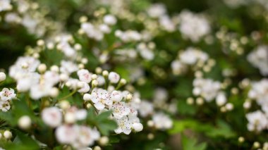 Güzel çiçek açan Vanhoutte Spirea, görkemli kümeler halinde küçük beyaz çiçekler. Beyaz Çiçekli Ağaç, doğa geçmişi