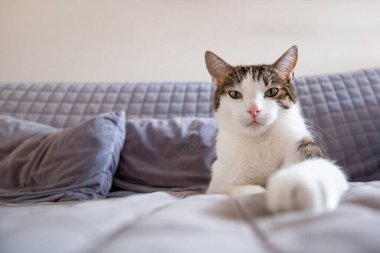 Tatlı kedi evdeki kanepede uzanıyor ve kameraya bakıyor.