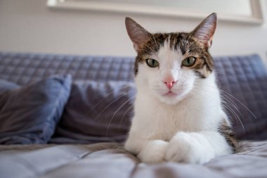 Tatlı kedi evdeki kanepede uzanıyor ve kameraya bakıyor.