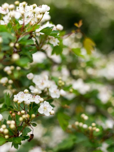 Цветущая Vanhoute Spirea Маленькие Белые Цветки Пышных Кластерах Дерево Белыми — стоковое фото