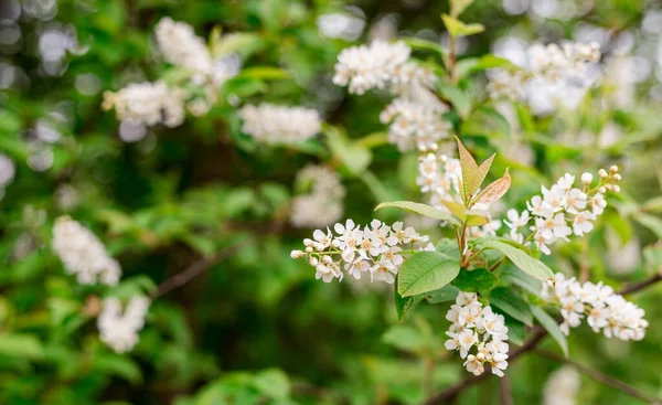 Flores Primavera Cereja Pássaro Floração Prunus Árvore Avium Com Pequenas — Fotografia de Stock
