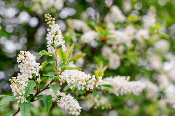 Весенние Цветы Птичья Вишня Цветущее Чернослив Авиумное Дерево Белыми Маленькими — стоковое фото