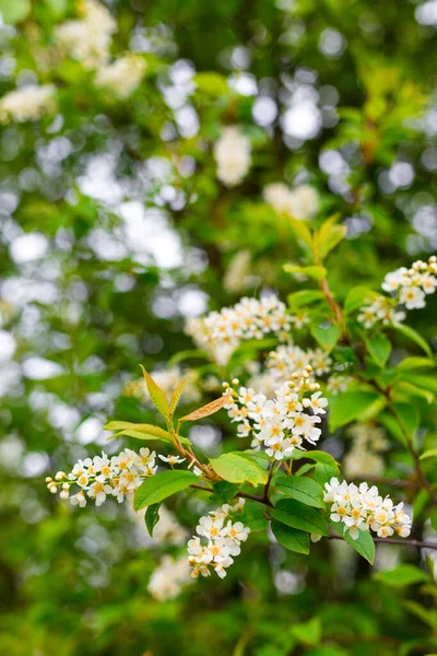 Jarní Květiny Ptačí Třešeň Kvetoucí Strom Prunus Avium Bílými Květy — Stock fotografie