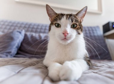 Tatlı kedi evdeki kanepede uzanıyor ve kameraya bakıyor.