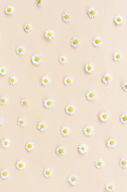 Papatyadan yapılmış bir desen. Bej arka planda çiçek kompozisyonu. Tekrarlama konsepti. Düz yatış, üst görünüm