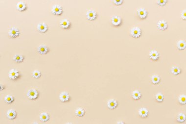 Bej arka planda çeşitli papatya çiçeklerinden yapılmış çerçeve. Düz konum, üst görünüm, kopyalama alanı. Daisy daire şeklinde. Bahar ve yaz mevsiminde papatya çiçekleriyle yatıyordu