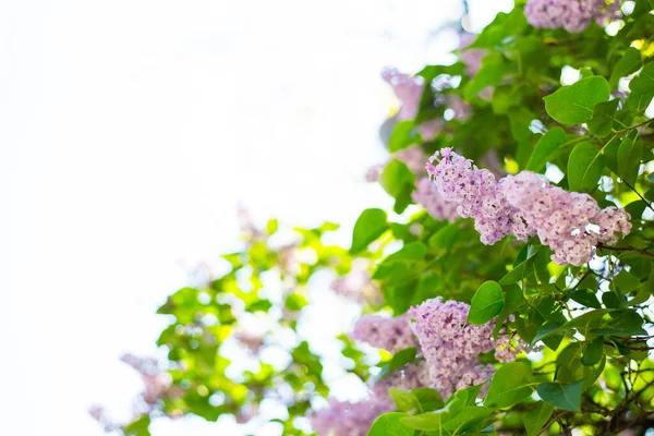 Jarní Kvetoucí Šeřík Rozmazaném Pozadí Efektem Bokeh — Stock fotografie